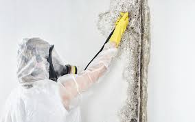 Best Forensic Mold Investigation  in Budd Lake, NJ